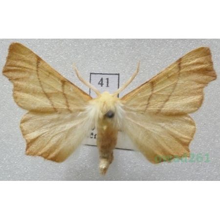 Ennomos quercinaria (Hufnagel, 1767) male Czech41